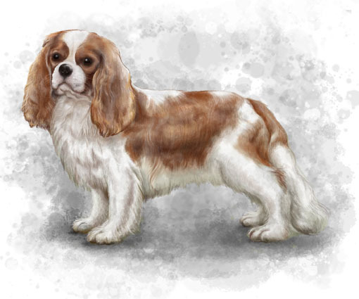 king charles spaniel