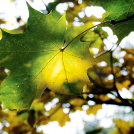 Лучик тепла ...