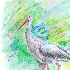 Про аистов 1