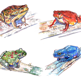 Жабы, квакши и лягушки