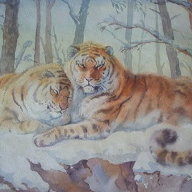 русские тигры