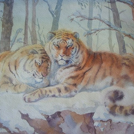 русские тигры