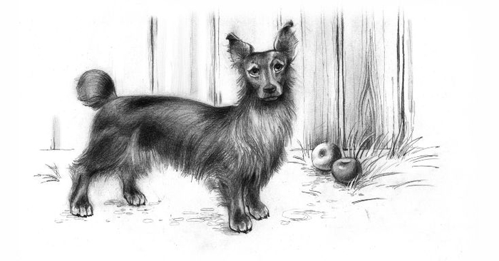 Мишка, по паспорту- такса