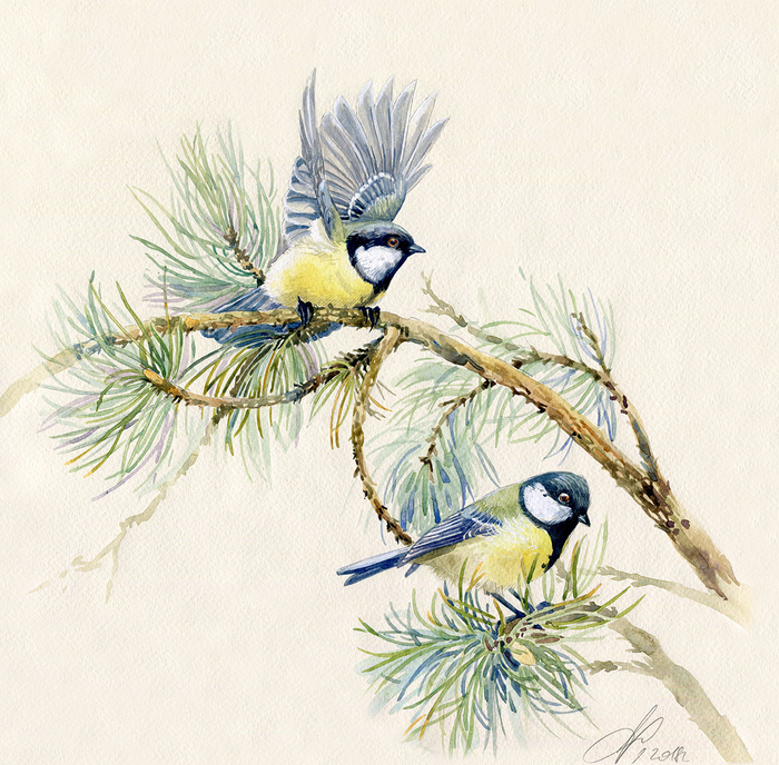 Большие синицы