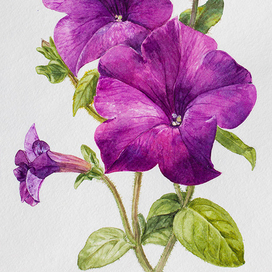 Петуния под солнышком