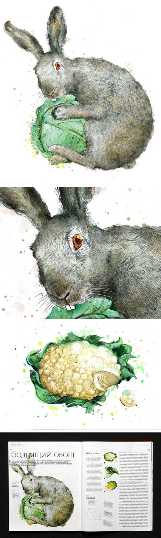 Капуста для журнала "Вокруг света"