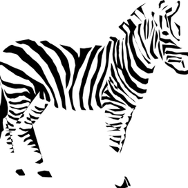 Зебра