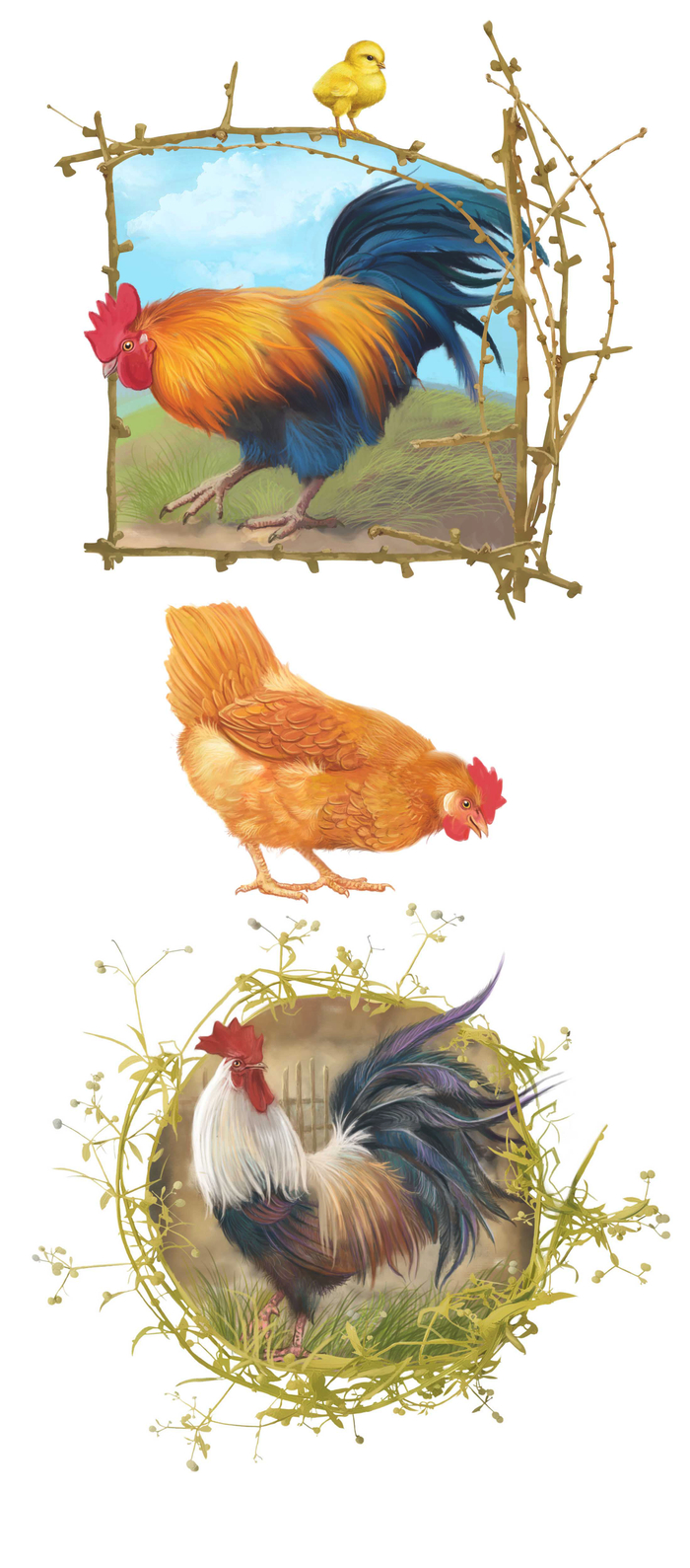 Пеўні (заставки, концовки)