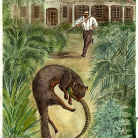 Рикки-Тики-Тави