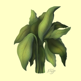 Растения. Спатифиллум