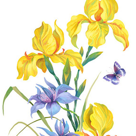 ирисы и клематис