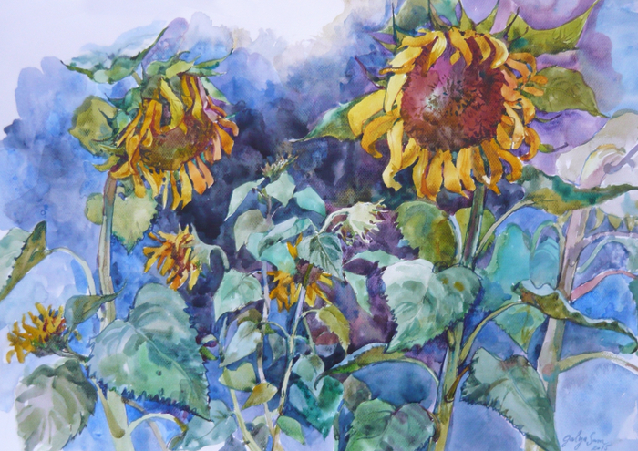 Подсолнухи