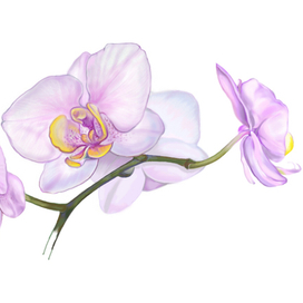 Орхидея