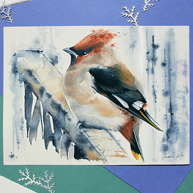 Свиристель