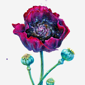 Opium Poppy