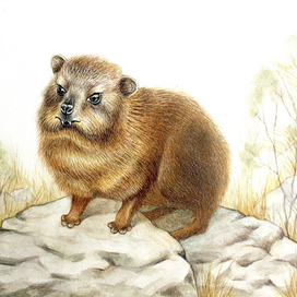 Жиряк Фёдор.