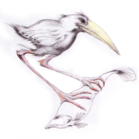 рыба, птица