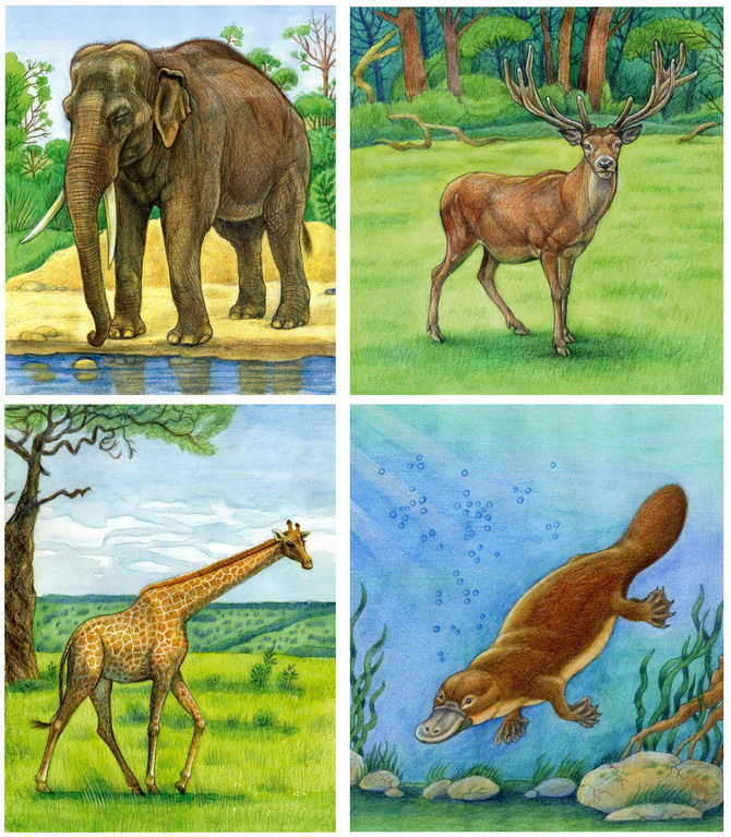 Слон, олень, жираф, утконос.