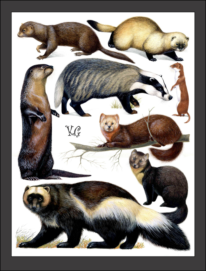 семейство куньи