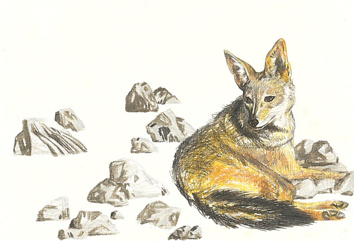 Иллюстрация книги В. Бахревского_Почему луна улыбается