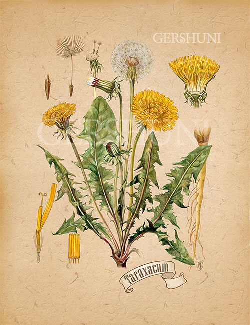 Ботанический атлас. Одуванчик. 