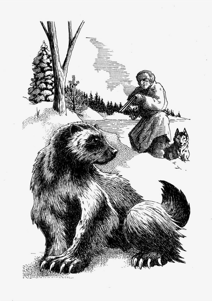 Возвращение росомахи. Илл.3