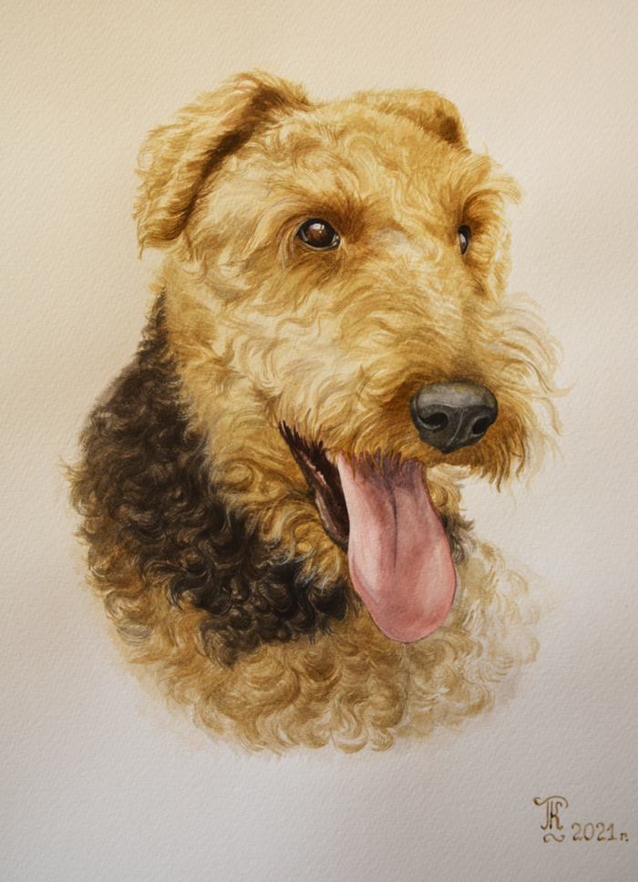 Эльдельтерьер 