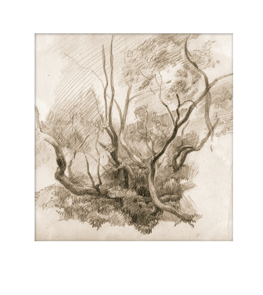 рисунок деревьев