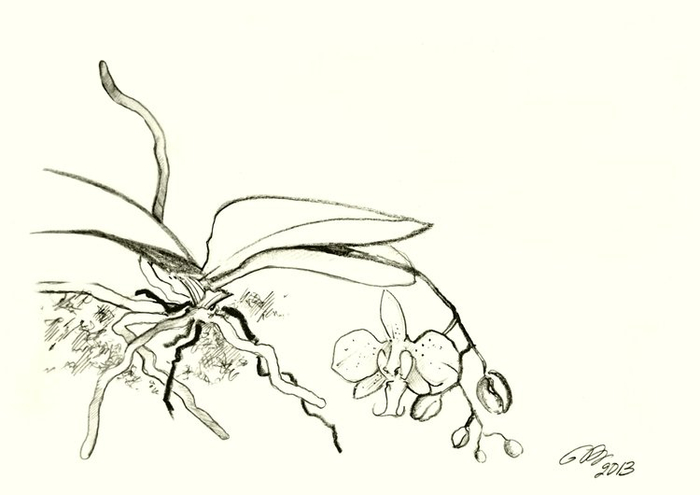 Набросок цветущей орхидейки.