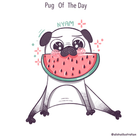 Pug of the day