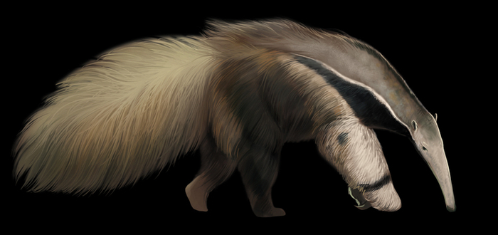 Гигантский муравьед