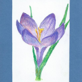 Крокус