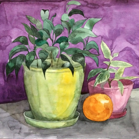 натюрморт с фикусом