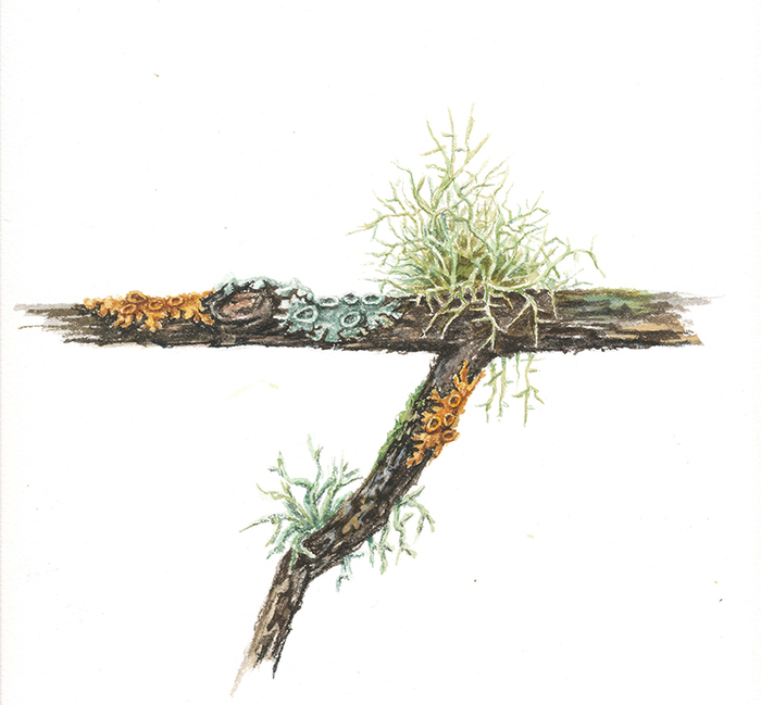 Ботаническая иллюстрация