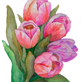 Букет розовых тюльпанов