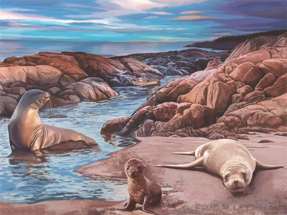 Галапагосы. Морские котики