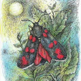 ПЕСТРЯНКА ТАВОЛГОВАЯ