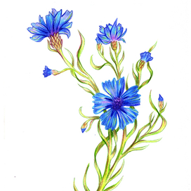 Цветы ботаника