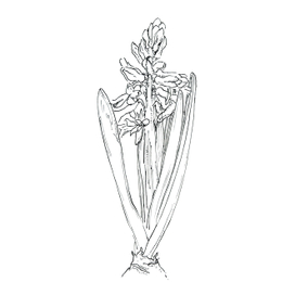 гиацинт. скетч