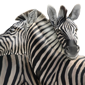 Иллюстрация для книги Брема «Жизнь животных» «Зебры»