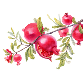 Гранатовая ветвь