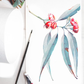 Ветка эвкалипта