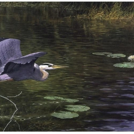 Болотный цапеллин