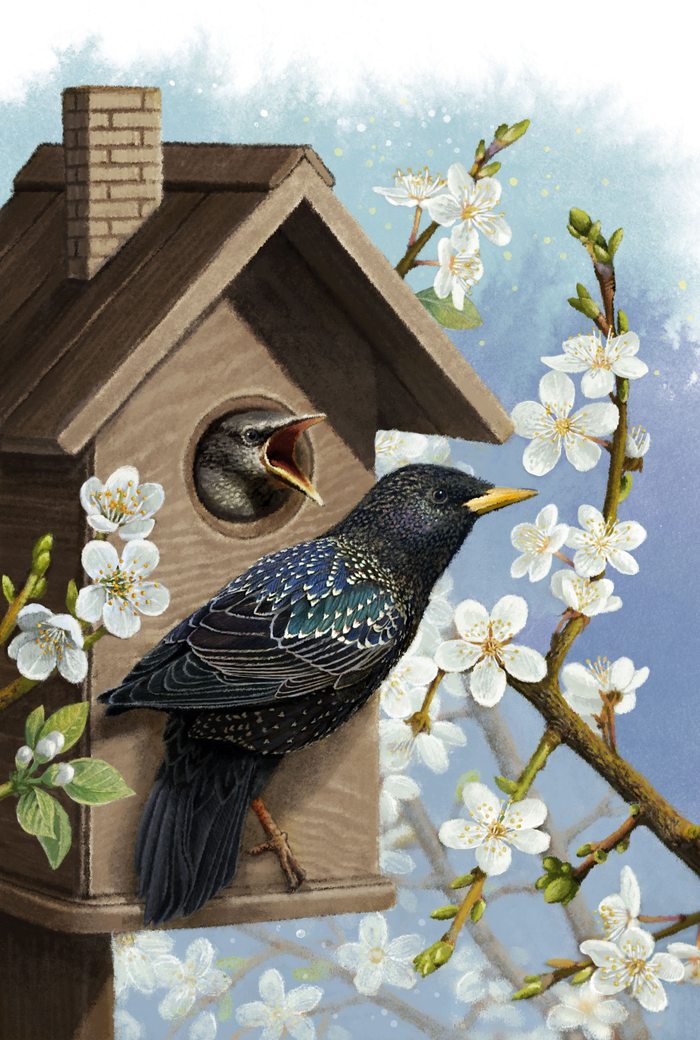 Рассказ А. И. Куприна "Скворцы"