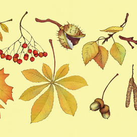 Листья и плоды