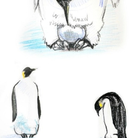 Серия работ: О пингвинах