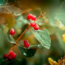 "Летний дождь"