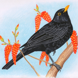 черный дрозд