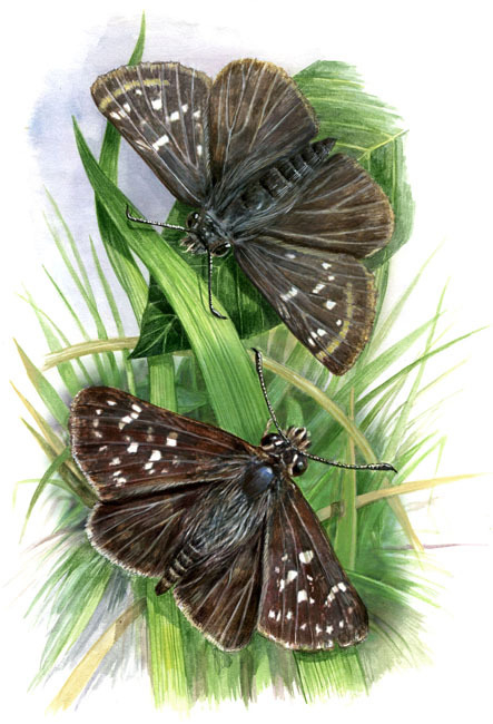 Бабочки толстоголовки ариман и ормузд