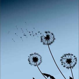 Одуванчики